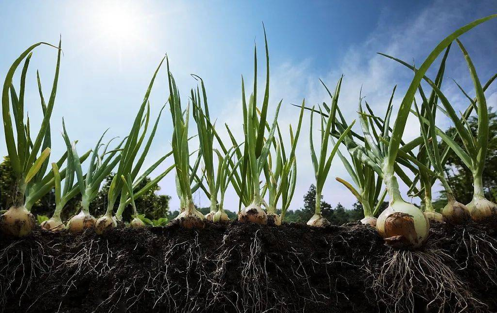 根系受損了，作物必定減產(chǎn)！與司普沃尋找原因和方法