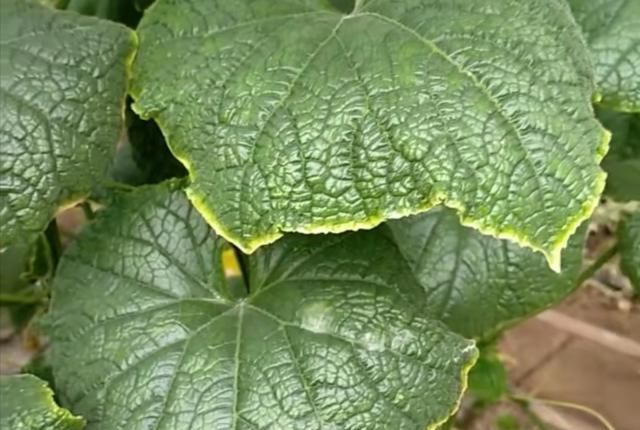 黃瓜“鑲了金邊”，這是什么原因？司普沃來教您有效解決