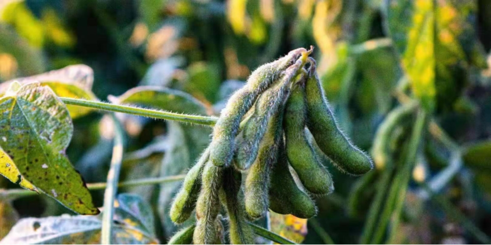 作物為什么會(huì)凍傷？被凍傷后再預(yù)防有效嗎？與司普沃一起來(lái)探討