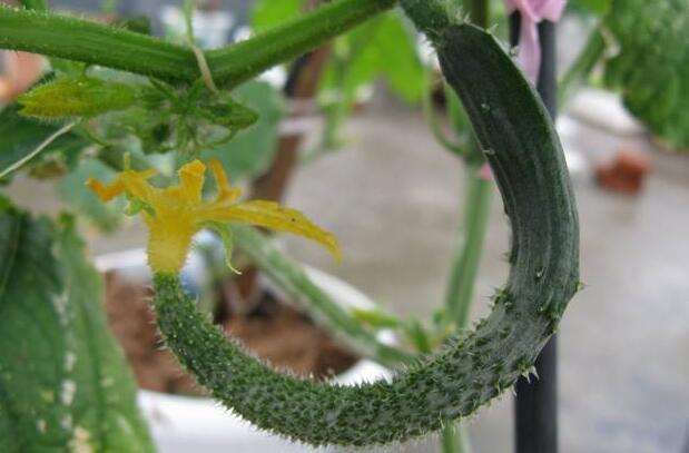 黃瓜中后期早衰現(xiàn)象多發(fā)，如何來(lái)防治，司普沃告訴您