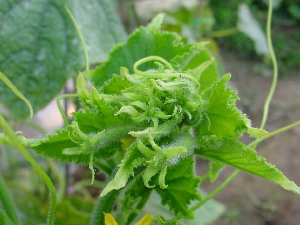 黃瓜出現(xiàn)花打頂？怎么辦？司普沃這5種辦法可補(bǔ)救