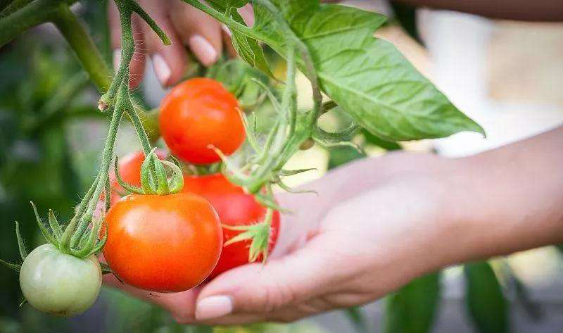 番茄死苗爛棵原因分析及對(duì)策，速看司普沃這篇文章