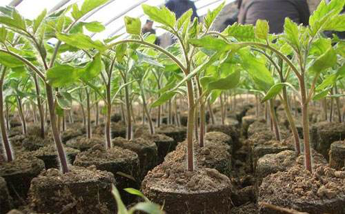 番茄苗期徒長，你的預防措施，對嗎…