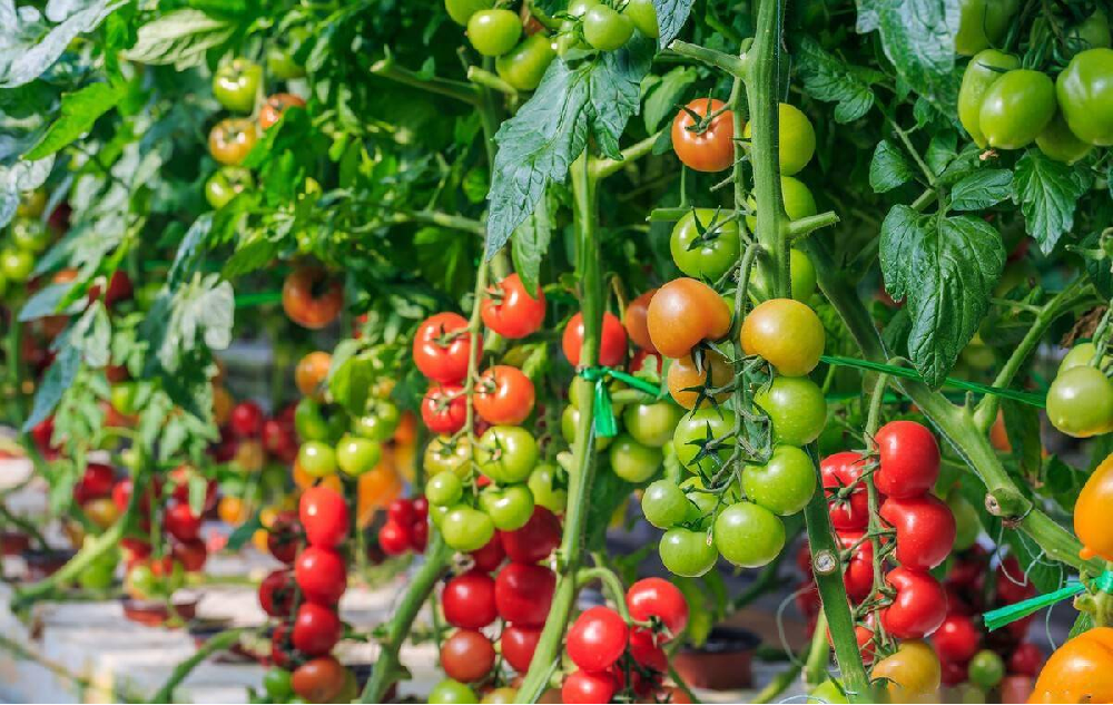 種植中為什么要施用鈣硼肥，鈣硼肥很重要嗎？一起來看答案