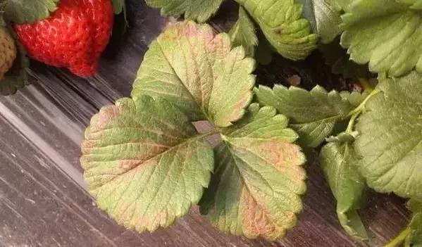 草莓葉片發(fā)紅，不容忽視，看看怎么防治