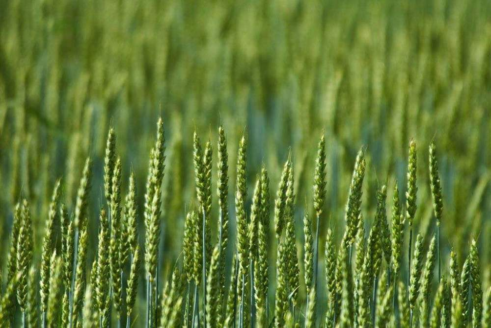 小麥春季如何追肥更高效？快來看，這里已經(jīng)為您準備好了