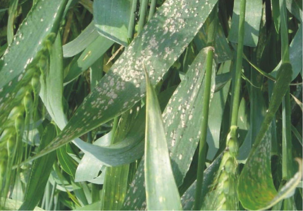 小麥葉面出現(xiàn)白色霉點，原因和預防方法來了