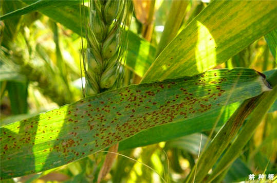 小麥長“鐵銹”了？這到底是為什么呢?