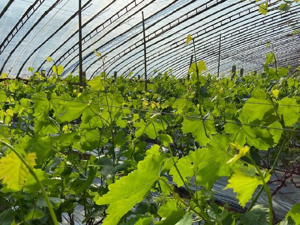 葡萄春管謹(jǐn)記這些要點！促進(jìn)葡萄豐產(chǎn)！