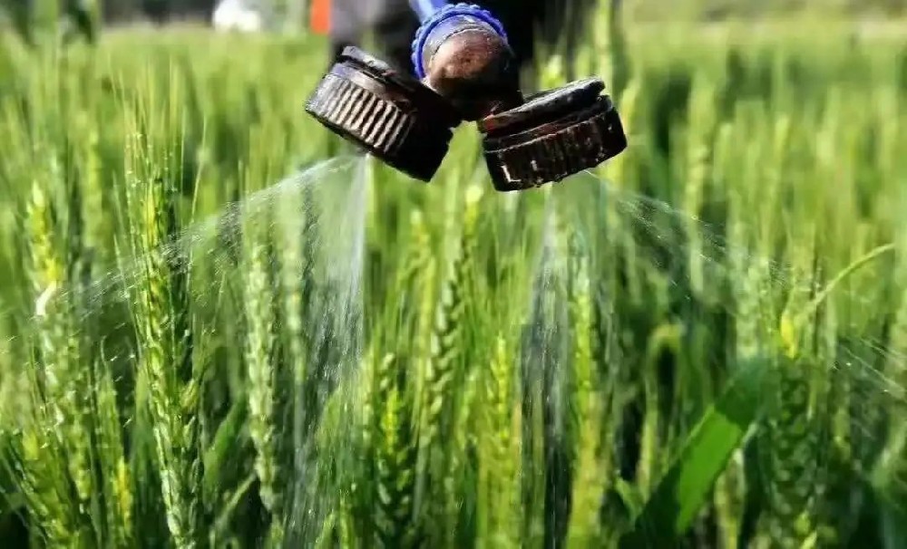 如何科學(xué)施用葉面肥？種植戶可長點心！