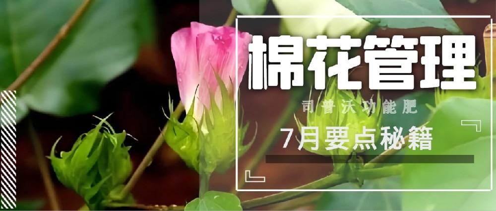 聚焦7月，新疆棉花管理秘籍