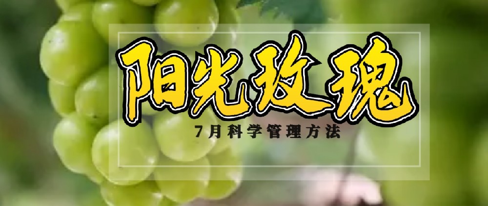 7 月，陽光玫瑰種植管理的黃金時(shí)刻