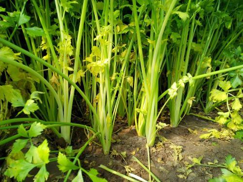 芹菜根系差，小老苗現(xiàn)象嚴(yán)重，速查原因和解決方法