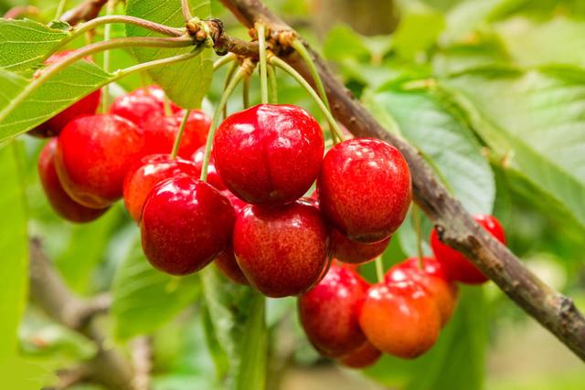 櫻桃死樹現(xiàn)象嚴重，是什么原因，如何防治