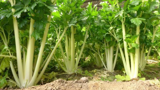 預防芹菜空心開裂的方法，找到了，速來觀看